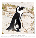 Animal Images