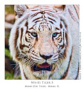Animal Images
