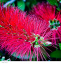 Botanical Images